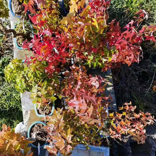小叶红芽三角枫盆景 唐枫盆景 - 图2