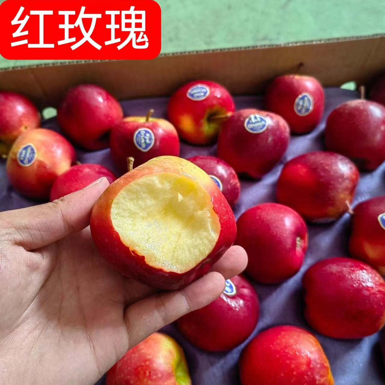 新西兰加力果大果高档进口嘎啦苹果gala果红玫瑰当季脆甜顺丰包邮 - 图1