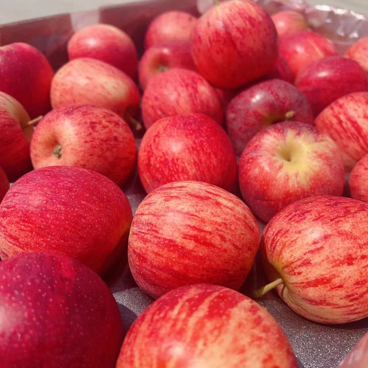 新西兰加力果大果高档进口嘎啦苹果gala果红玫瑰当季脆甜顺丰包邮 - 图3