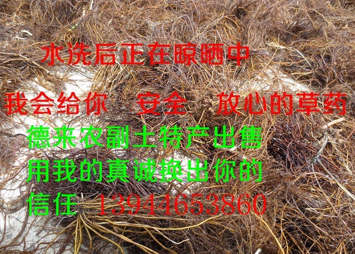 东北野生威灵仙野生威灵仙山辣椒秧根威灵仙根 500g包邮-图0