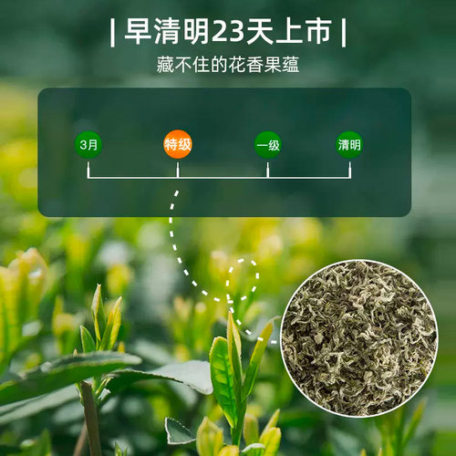2026新茶上市艺福堂茶叶明前特级早春金螺韵碧螺春茶绿茶自己喝 - 图1