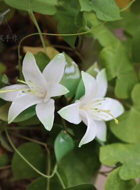 发簪热缩片中式百合花发钗