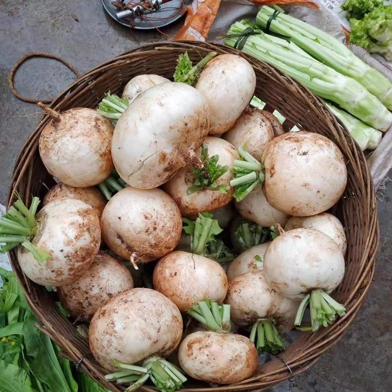 四川蔬菜新鲜圆白萝卜春不老现拔农家菜自种青菜泡菜水果萝卜,淘宝优惠券,粉丝福利购,淘宝优惠卷