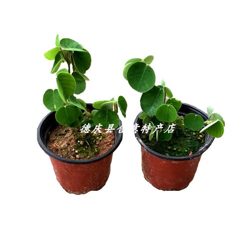 广金钱草小苗 大叶落地金钱绿植盆栽溶石中草药原杯发货包邮 - 图3