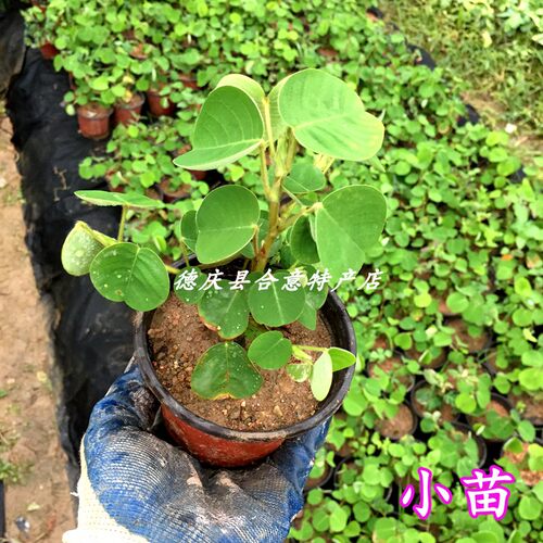 广金钱草小苗 大叶落地金钱绿植盆栽溶石中草药原杯发货包邮 - 图0