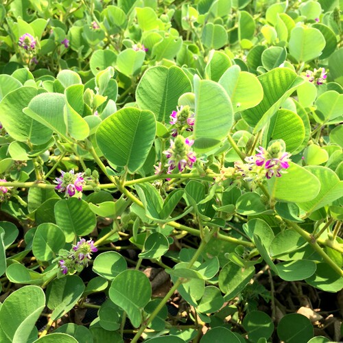 广金钱草小苗 大叶落地金钱绿植盆栽溶石中草药原杯发货包邮 - 图2