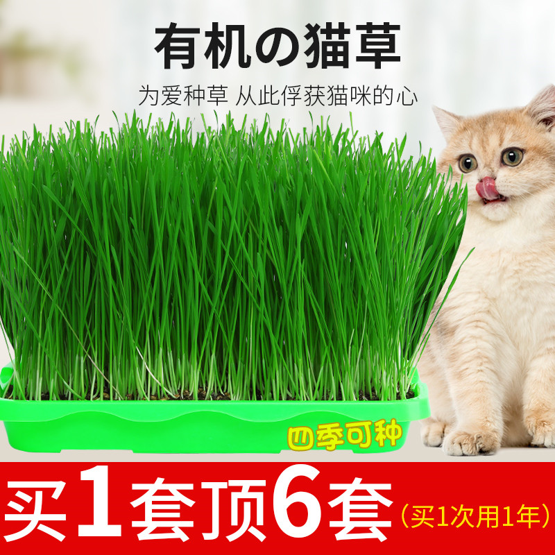 猫草种子水培盒盆盆栽去毛球小麦化毛零食大种植套装无土猫咪幼猫 校服diy定做 猫草种子水培盒盆盆栽去毛球小麦化毛零食大种植套装无土猫咪幼猫 校服diy定做
