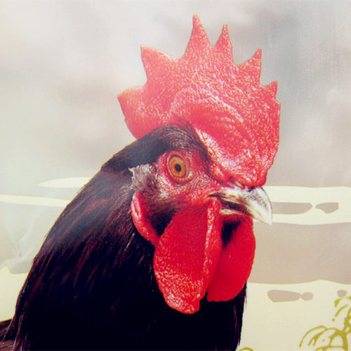 【实体店】寿之源南通特产专卖店如东狼山鸡生态健康风鸡礼盒680g - 图1