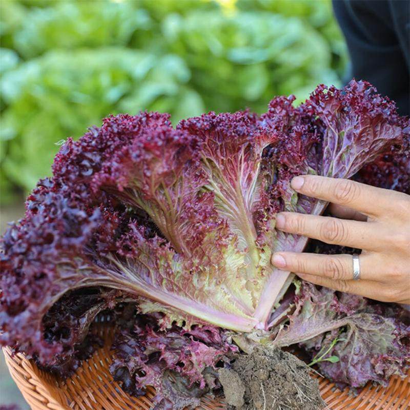 紫叶孔雀生菜紫罗莎紫罗马生菜苗苗秧带土球红皱结球奶油直立大速,淘宝优惠券,粉丝福利购,淘宝优惠卷