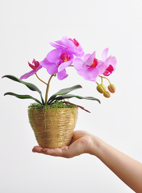 九思仿真蝴蝶兰中式风格花艺