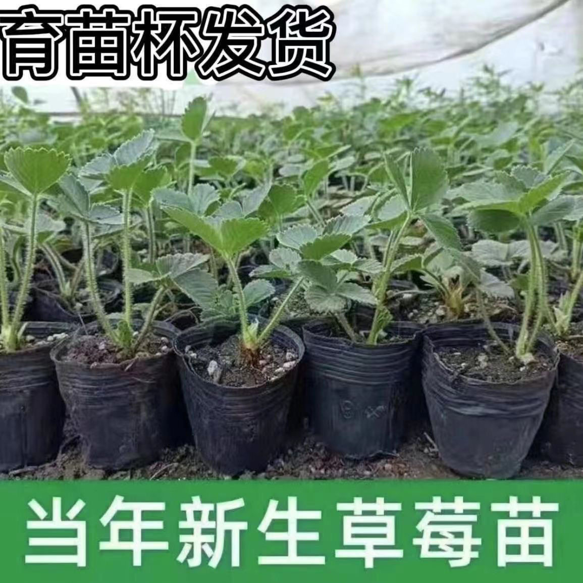 【一物一拍】草莓苗奶油地栽盆栽食用牛奶特大地栽盆栽台种植苗当,淘宝优惠券,粉丝福利购,淘宝优惠卷