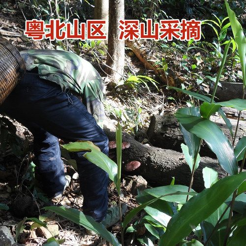 粤北韶关特产丹霞山非椴树香菇始兴南雄翁源河源清远冬菇500g包邮 - 图0