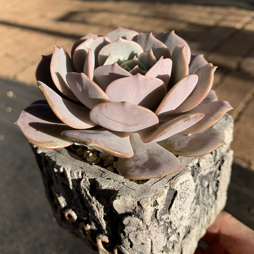 露娜莲景天科拟石莲属多肉植物单头周正颜色粉蝶仙仙精致创意绿植 - 图1