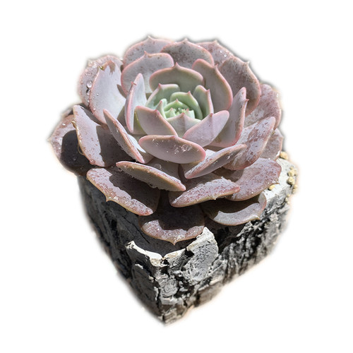 露娜莲景天科拟石莲属多肉植物单头周正颜色粉蝶仙仙精致创意绿植 - 图3