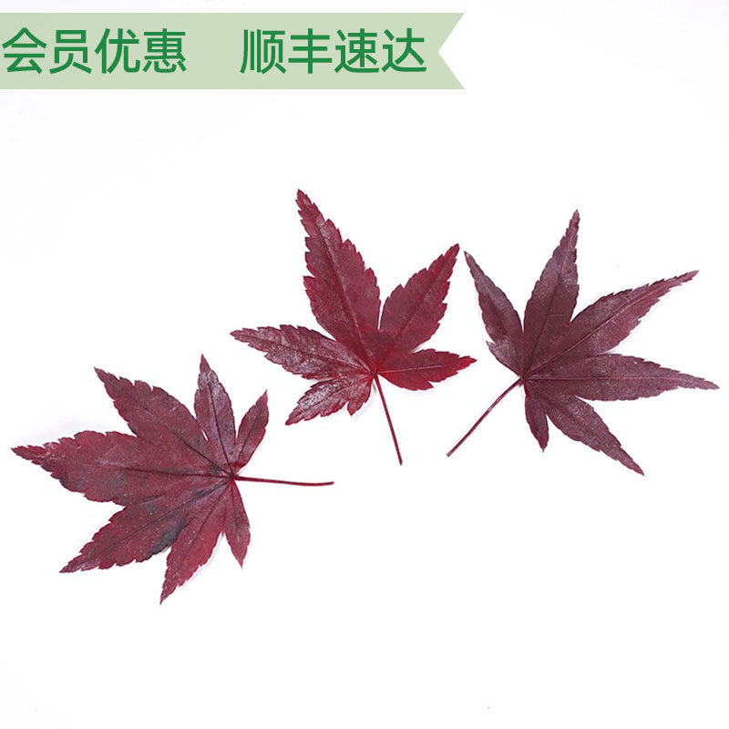 新鲜红枫叶真空盐渍枫树叶西餐摆盘日料烘培饮品咖啡装饰点缀花草,淘宝优惠券,粉丝福利购,淘宝优惠卷