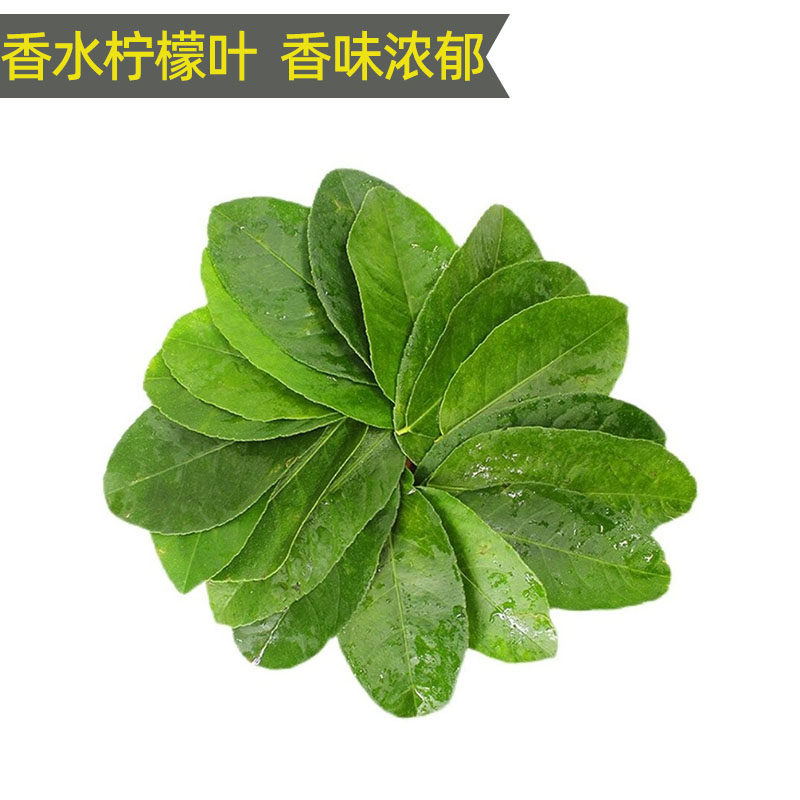 新鲜柠檬叶香水柠檬纯叶子鱼生切丝饮品配料泰国冬阴功汤调味食材,淘宝优惠券,粉丝福利购,淘宝优惠卷