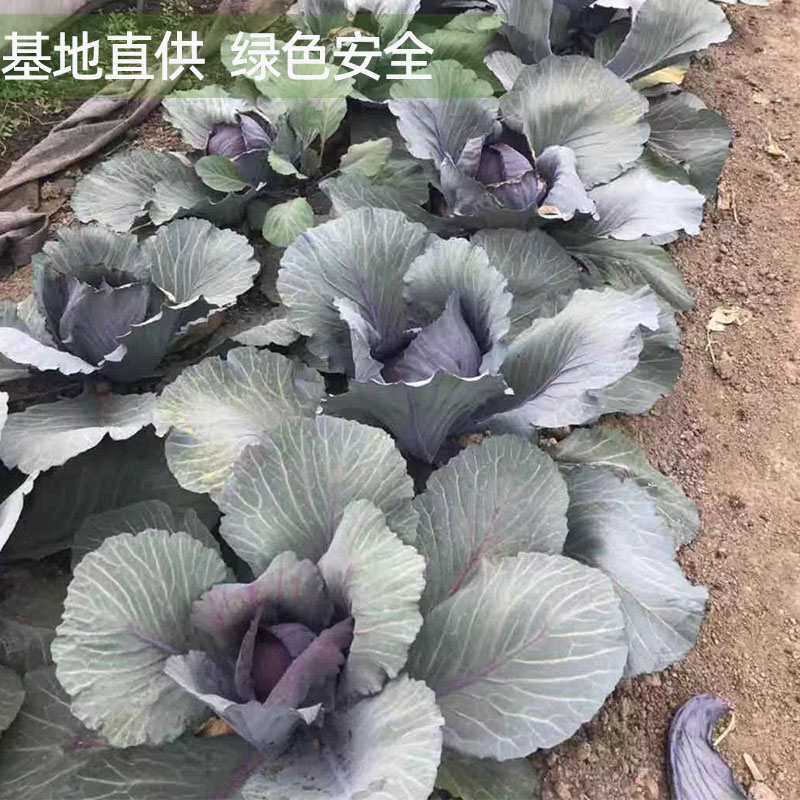 紫甘蓝新鲜紫包菜红紫椰菜卷心菜西餐轻食食材即食榨汁健身沙拉菜 - 图2