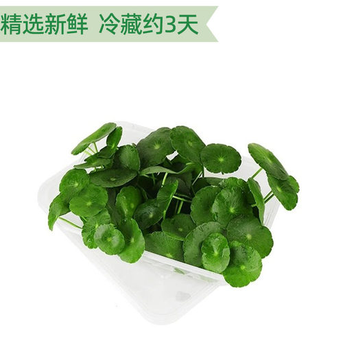 新鲜铜钱草旱金莲叶金钱草西餐摆盘烘培日料蛋糕装饰点缀花草50片 - 图0