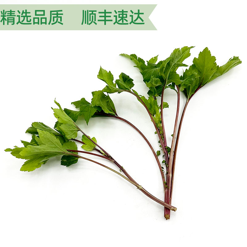 新鲜珍珠菜当归苗潮汕红根真珠菜现摘食用野菜农庄餐厅上汤火锅菜 - 图1