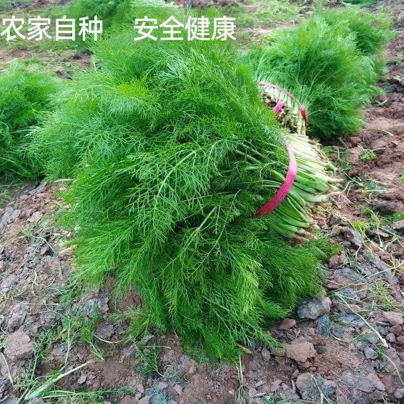 新鲜茴香苗带根农家小茴香菜苗饺子包子煎饼馅料餐厅摆盘蔬菜味浓 - 图3