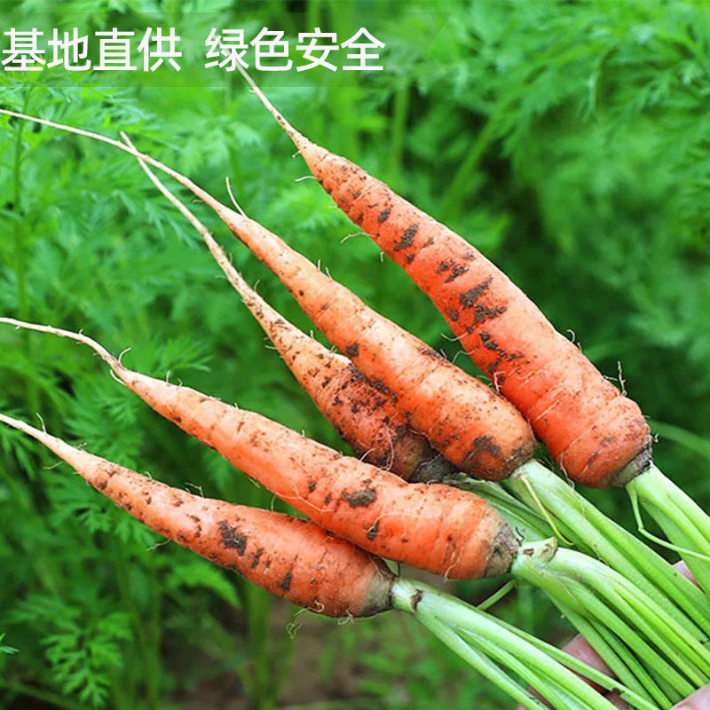 新鲜去叶手指萝卜迷你水果胡萝卜即食脆甜沙拉菜西餐摆盘榨汁食材,淘宝优惠券,粉丝福利购,淘宝优惠卷