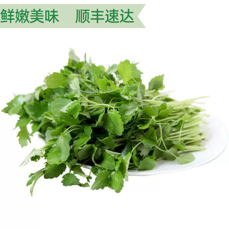 益母草新鲜野菜坤草500g女性修养生理期需要现摘现发新鲜煮汤蔬菜 - 图0