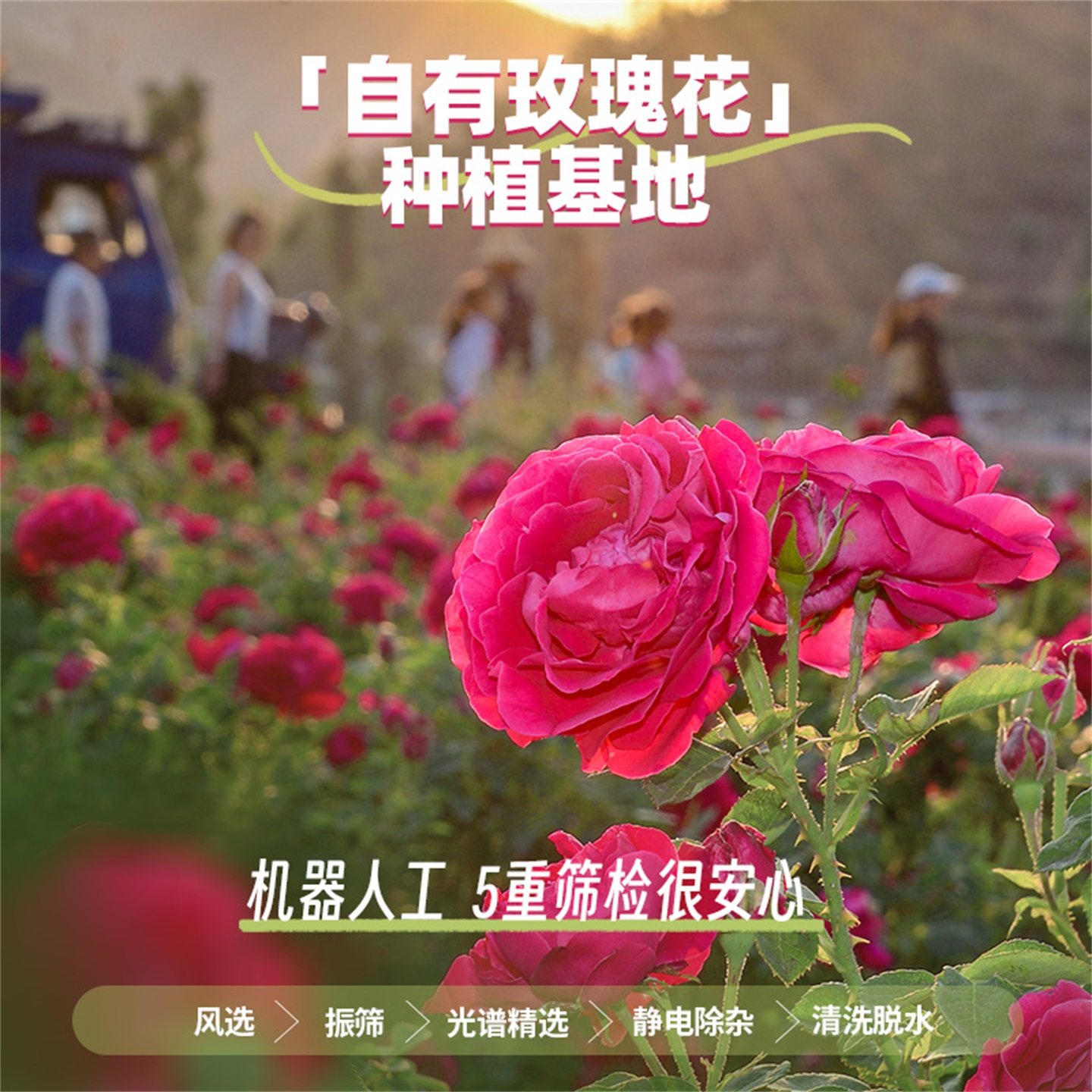 潘祥记鹅油鲜花饼官方旗舰店云南特产糕点休闲零食现烤玫瑰鲜花饼,淘宝优惠券,粉丝福利购,淘宝优惠卷