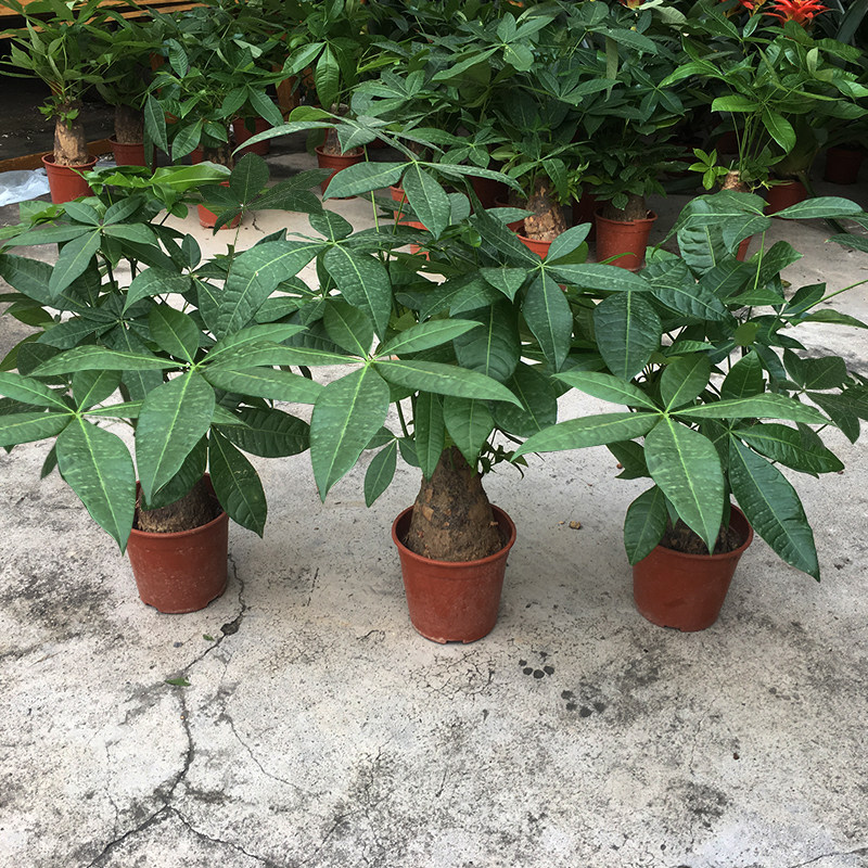 发财树盆栽植物客厅绿植大盆景四季常青办公室好养阳台室内吸甲醇