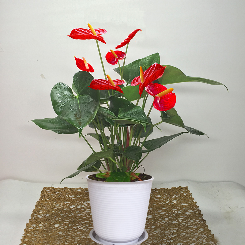 大型红掌盆栽白掌粉掌好养植物四季开花火鹤花卉大盆绿植室内客厅 花卉绿植种植基地 淘优券