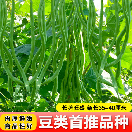无筋豆豆种四季豆种孑泰国架豆王高产长豆角种子国产春季秋季简单 - 图1