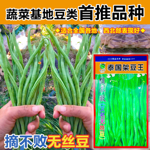 无筋豆豆种四季豆种孑泰国架豆王高产长豆角种子国产春季秋季简单 - 图0