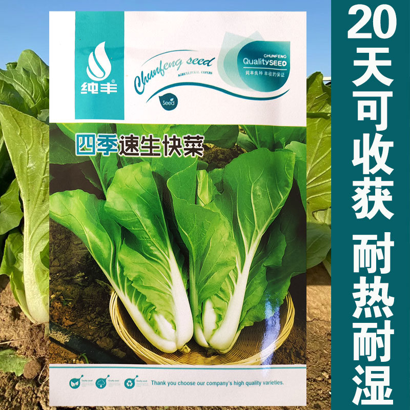 20天速生早生快菜种子四季蔬菜种子耐热耐湿青菜种子高产小白菜籽-图1