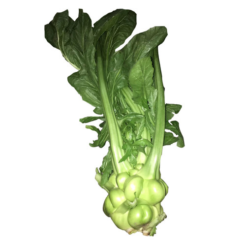特大榨菜种子涪陵榨菜叶用茎用芥菜种子疙瘩菜耐寒耐抽薹蔬菜种子 - 图3