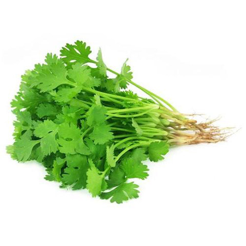 四季大叶香菜种子耐寒老品种抗热香菜四季香菜种子小叶香菜种子籽 - 图2