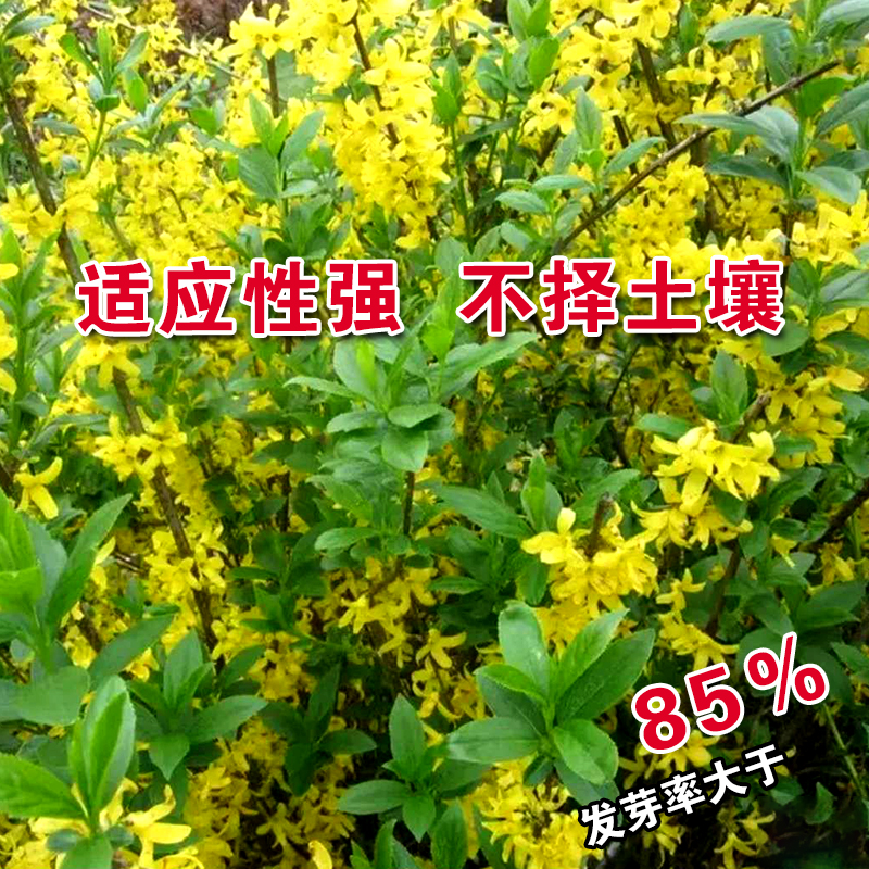 彩包花卉种子连翘花开香气淡艳满枝金黄迎春花种子抗病虫-图0