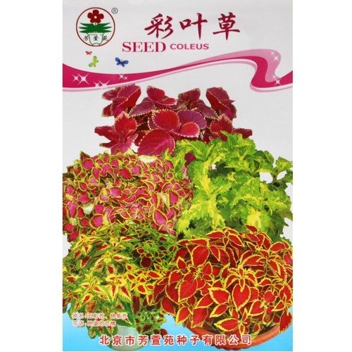 彩叶草种子红叶草花种子观叶花草观赏四季可播易种室内阳台盆栽花 - 图3