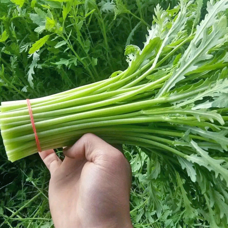 小叶茼蒿菜籽四季茼蒿种籽蒿子秆茼蒿干种子皇帝菜大叶茼蒿种孑籽-图0