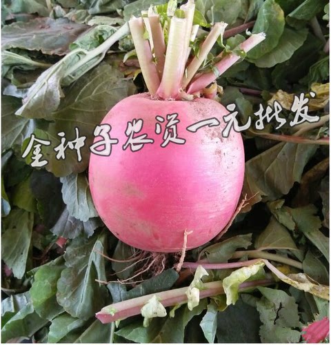 大红萝卜种子 大红袍 蔬菜种子 萝卜种子 菜种子 蔬菜种子阳台 - 图2