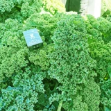 Yuyou Gan Blue Entable Seeds съедобная капуста растительные семена семян балкон четыре сезона