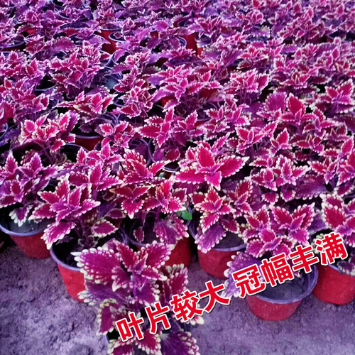 彩叶草种子红叶草花种子观叶花草观赏四季可播易种室内阳台盆栽花 - 图1