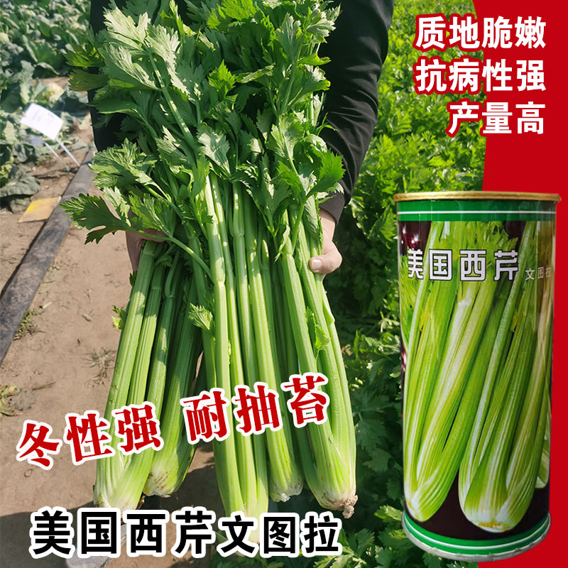 西芹种子种苗芹菜种美国文图拉皇后西芹玻璃脆芹农家四季蔬菜种孑