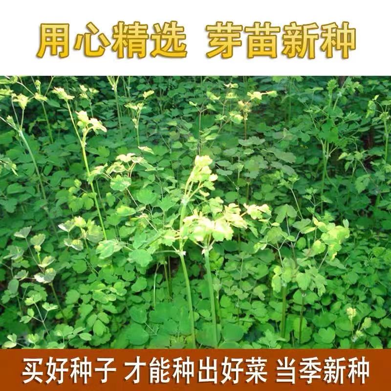 野生猫爪子种子春季庭院种植发芽率高营养丰富东北野菜唐松菜种子 - 图2