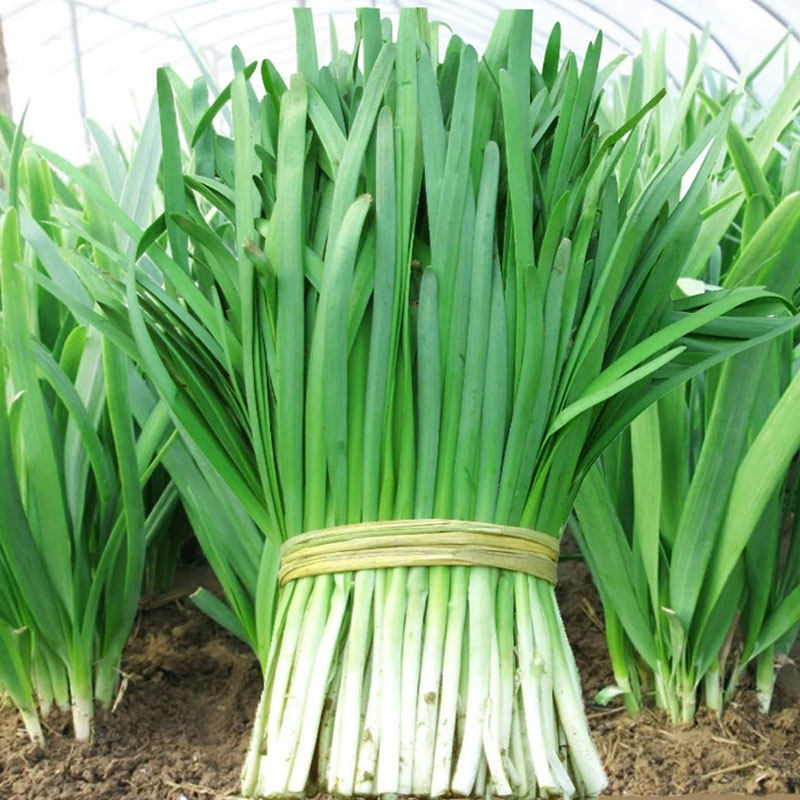 太空韭绿韭菜种子籽白根宽叶抗病高产耐热寒大田基地种植蔬菜,淘宝优惠券,粉丝福利购,淘宝优惠卷