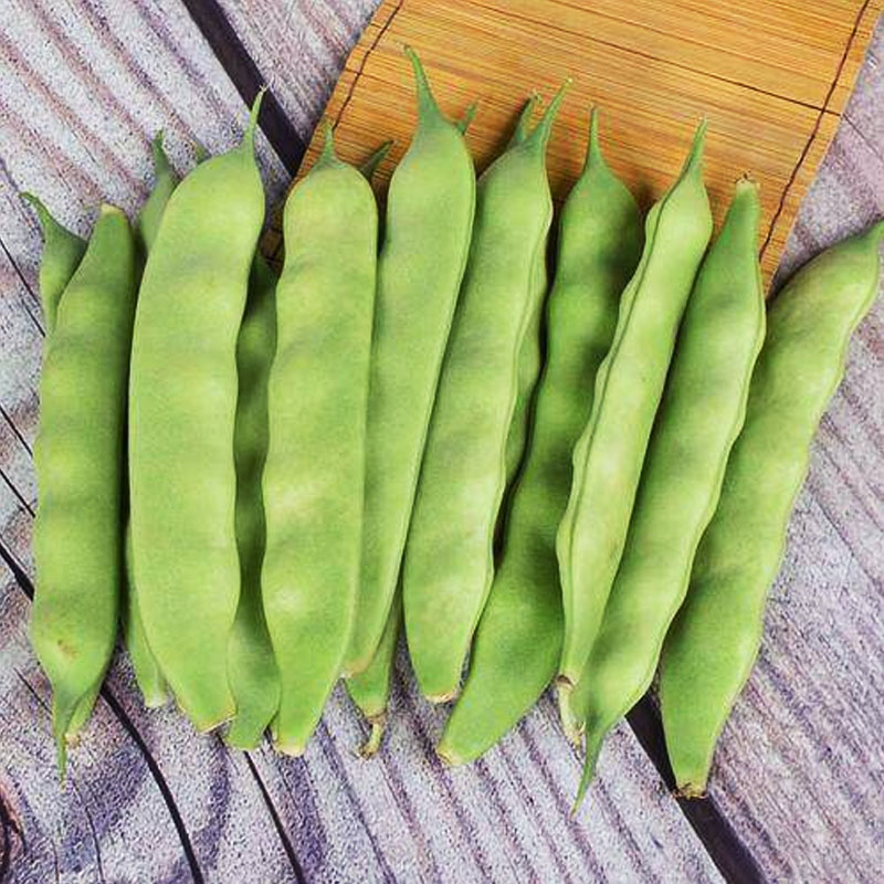九月青种子东北油豆角新品种将军豆红绿小油豆芸豆蔬菜籽无筋豆粒-图0