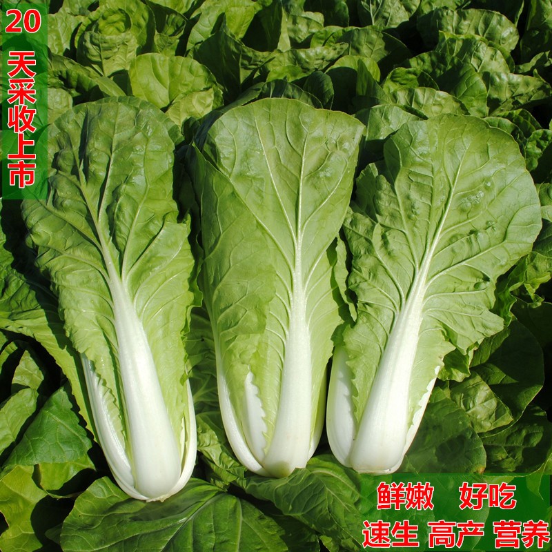20天速生早生快菜种子四季蔬菜种子耐热耐湿青菜种子高产小白菜籽-图0
