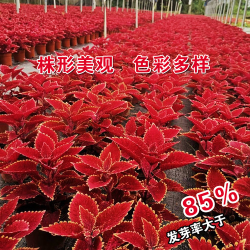 彩叶草种子红叶草花种子观叶花草观赏四季可播易种室内阳台盆栽花 - 图2