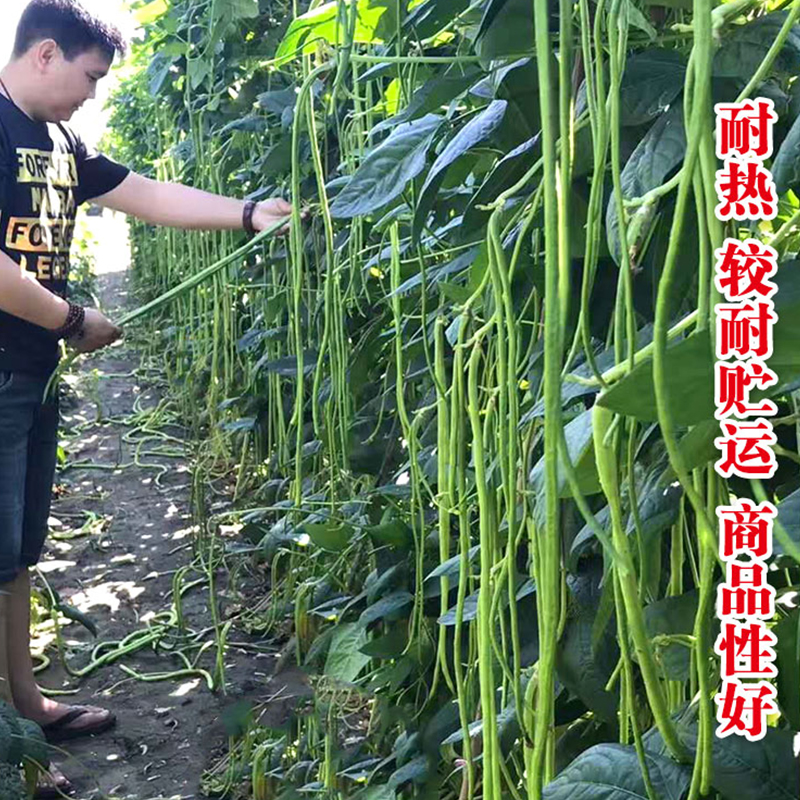 绿剑青龙摘不败高产豇豆种子绿条特长豆角春播架豆蔬菜四季豆种籽-图2