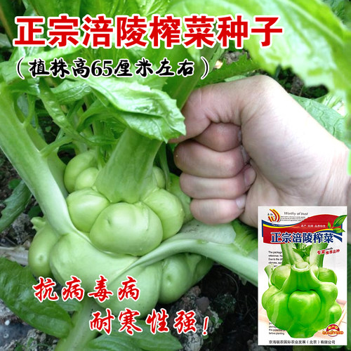 特大榨菜种子涪陵榨菜叶用茎用芥菜种子疙瘩菜耐寒耐抽薹蔬菜种子 - 图1