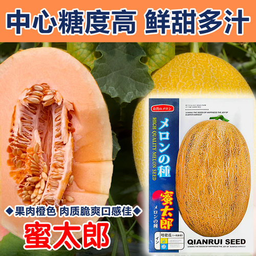 大果黄皮哈密瓜种籽孑甜瓜种籽正品新疆哈蜜瓜种子种籽南方春四季 - 图2