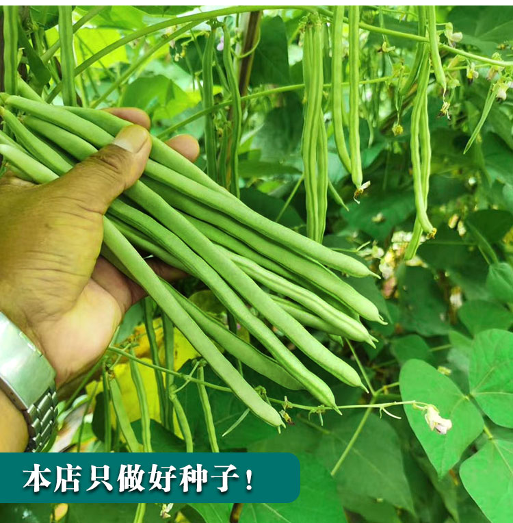 嫩玉豌豆小金豆种子豆仁甜脆青豌豆种籽四季豆蔬菜孑农用豆角籽种